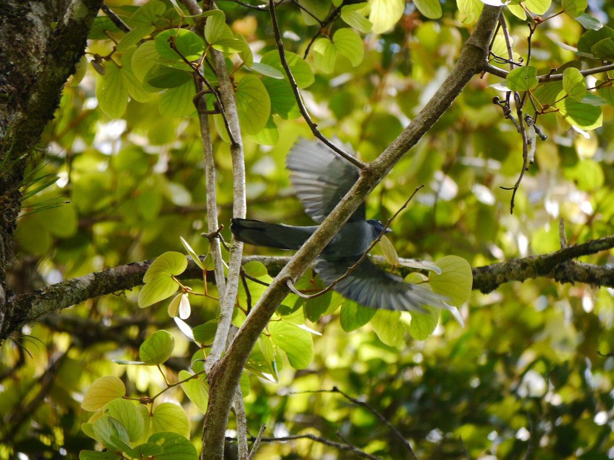 Sunda Cuckooshrike - Brett Hartl