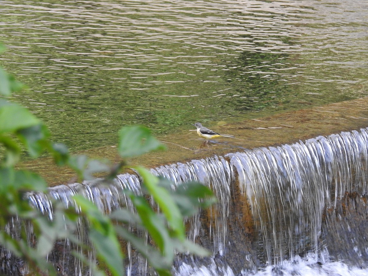 Gray Wagtail - ML616665169