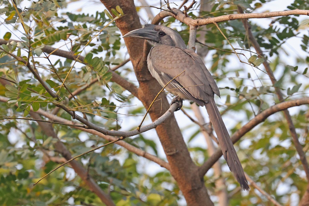 Indian Gray Hornbill - ML616665170