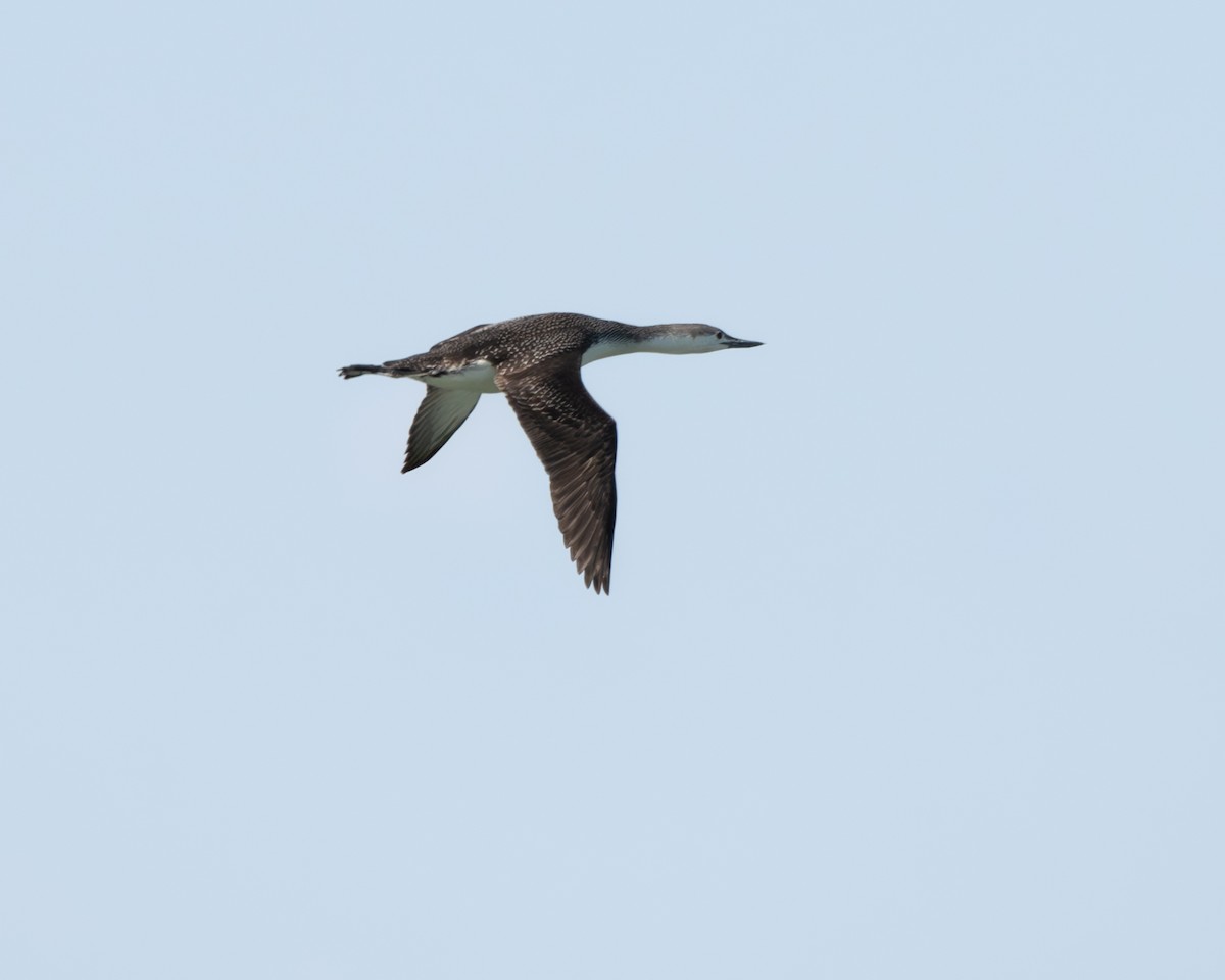 Red-throated Loon - ML616665221