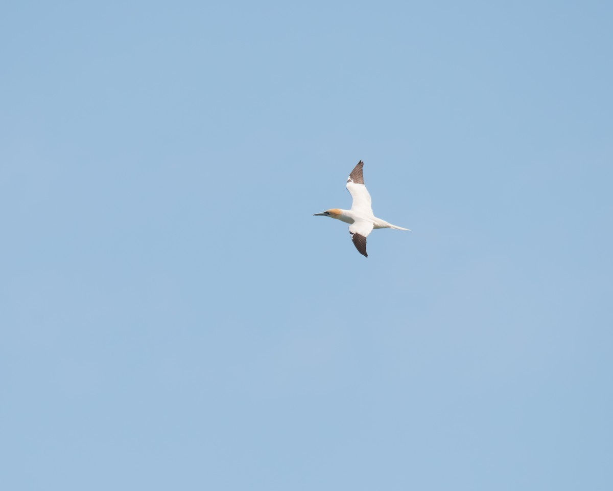 Northern Gannet - ML616665223