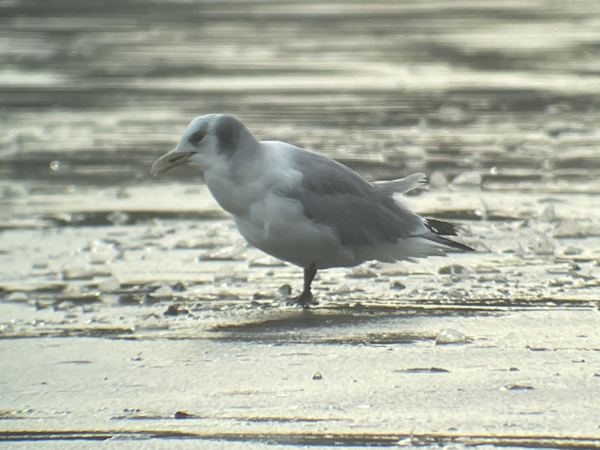 Mouette tridactyle - ML616665228