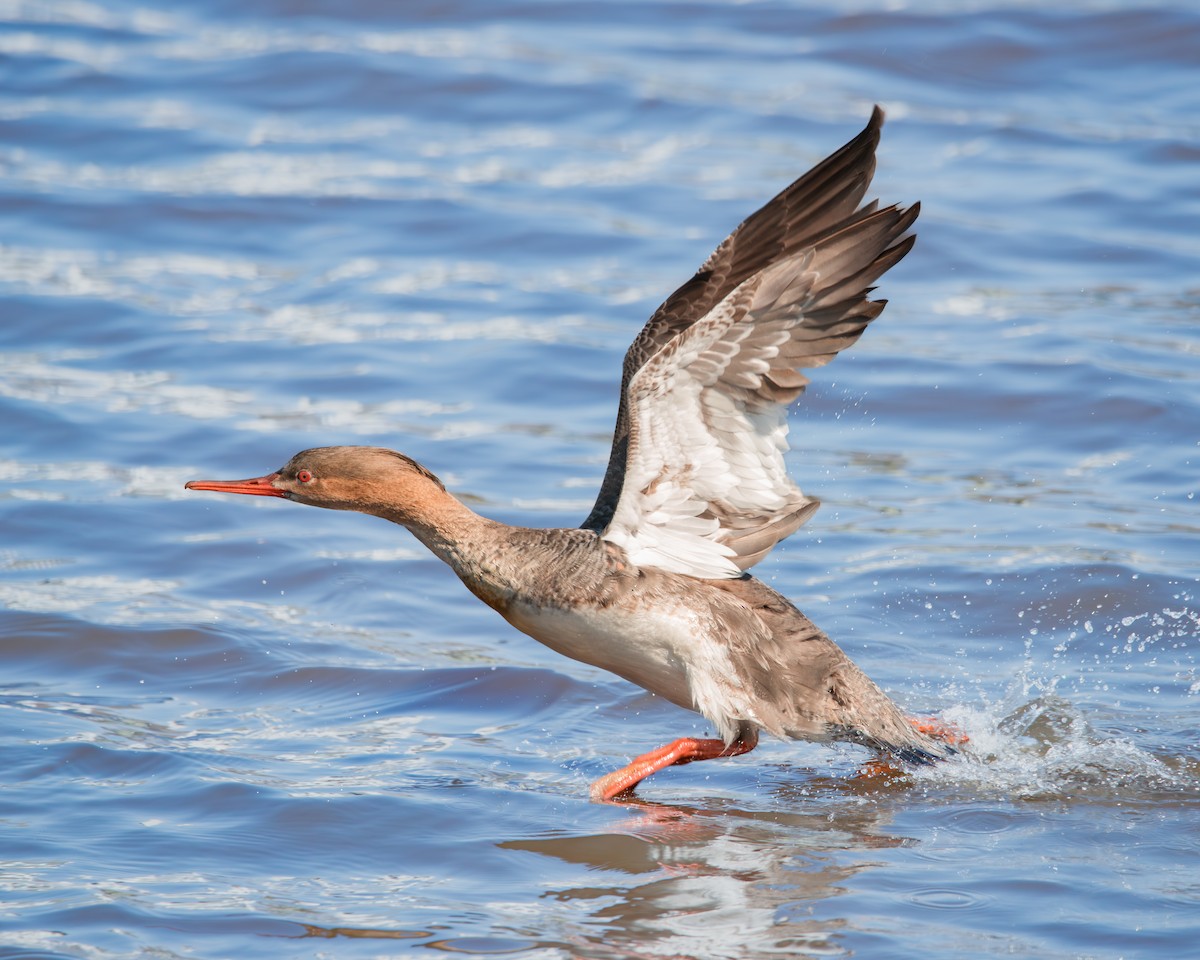 Red-breasted Merganser - ML616665252