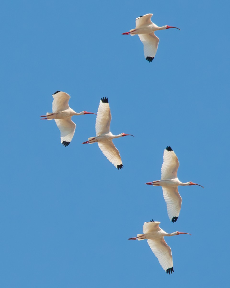 White Ibis - ML616665255