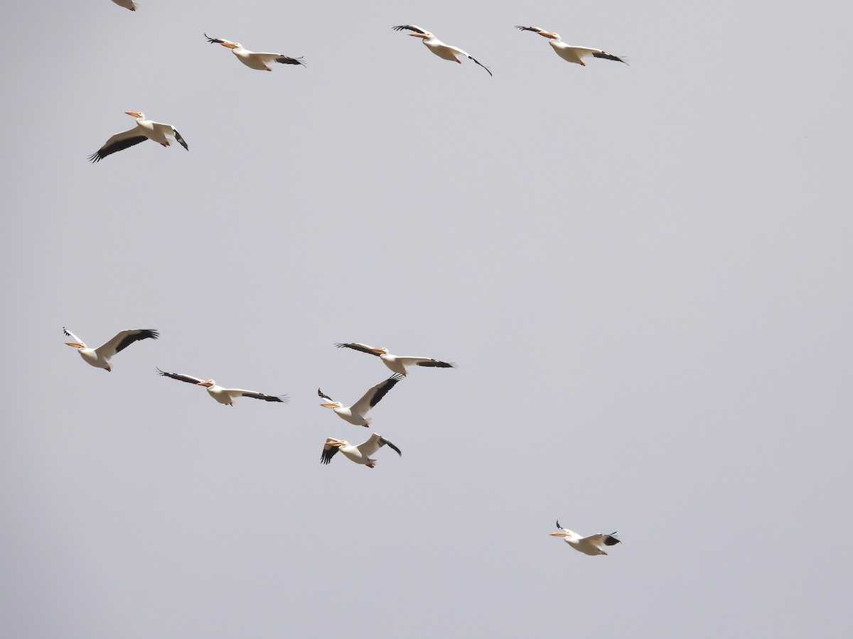 American White Pelican - ML616665257