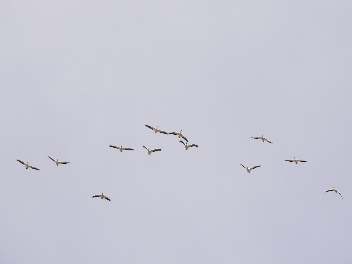 American White Pelican - Ignacio Torres-García