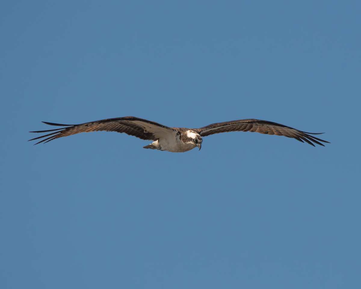 Osprey - ML616665260