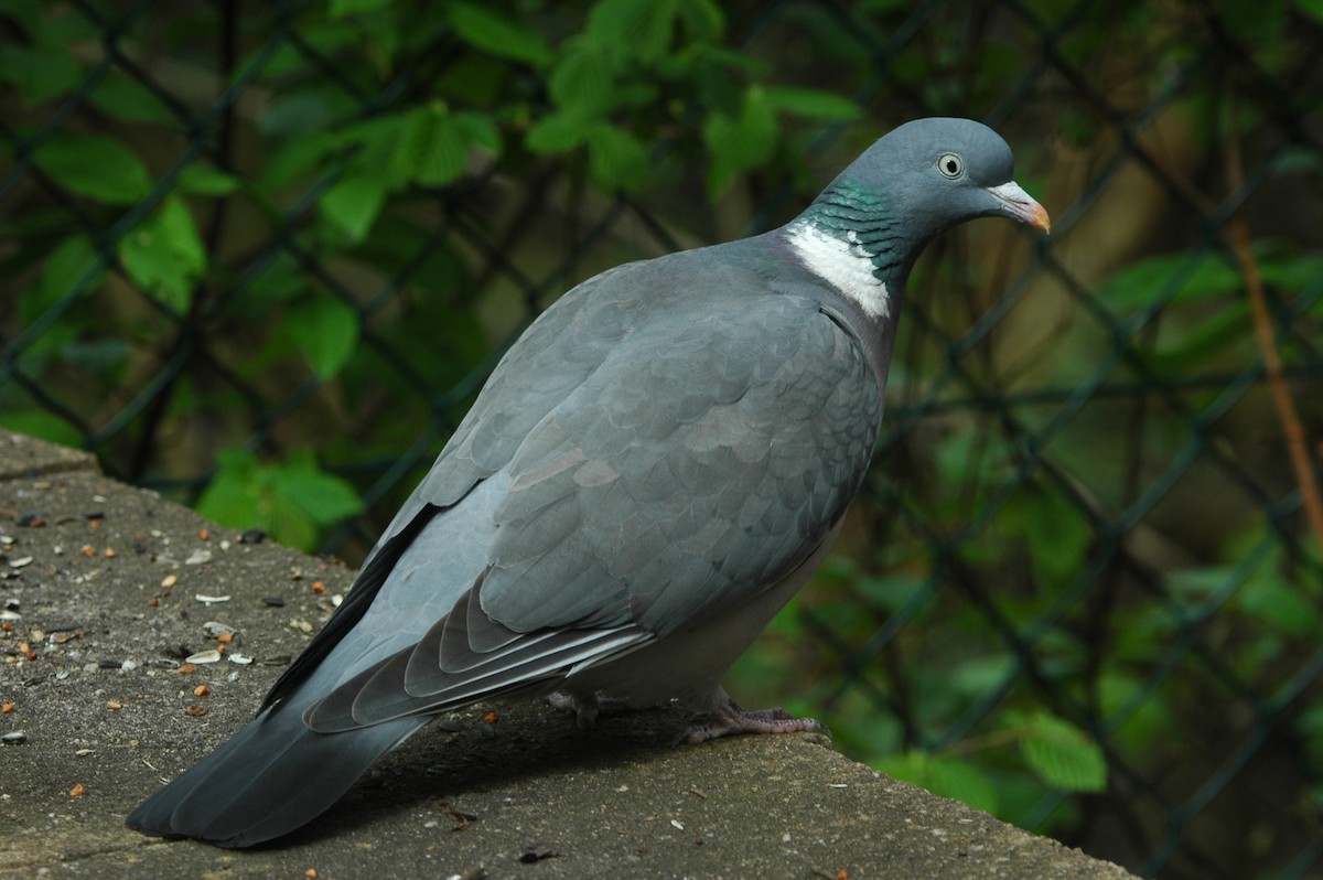 Common Wood-Pigeon - ML616665312