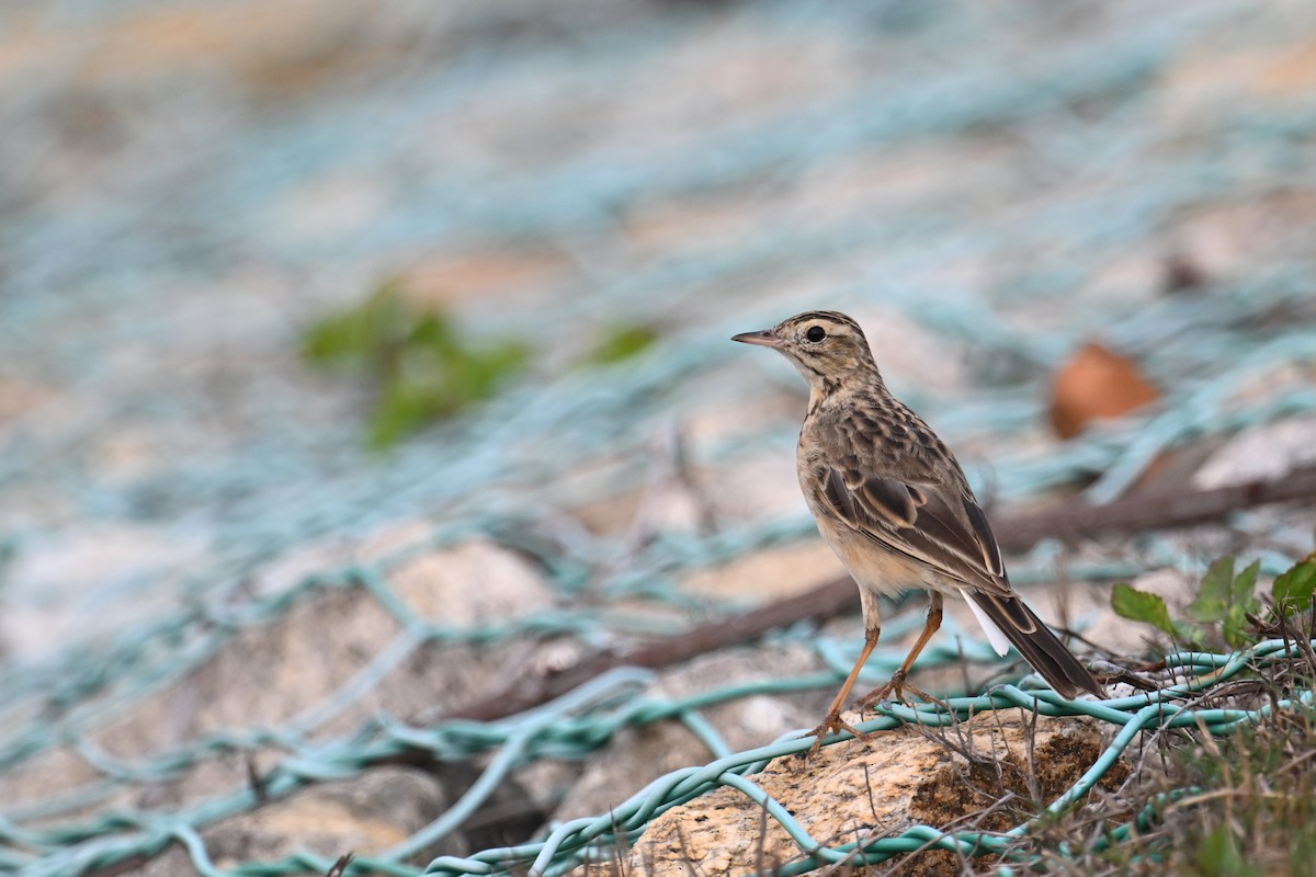 Pipit de Richard - ML616665342