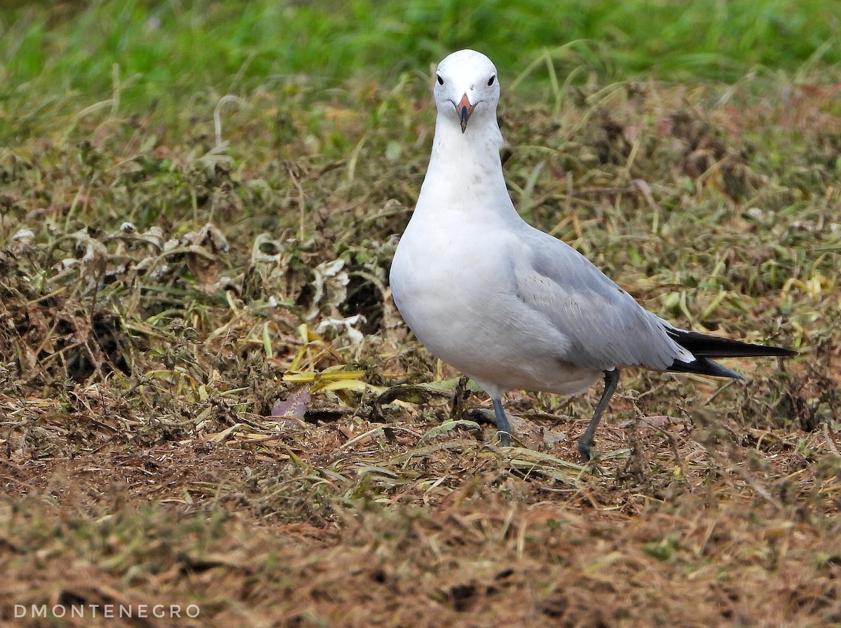 Audouin's Gull - ML616665353