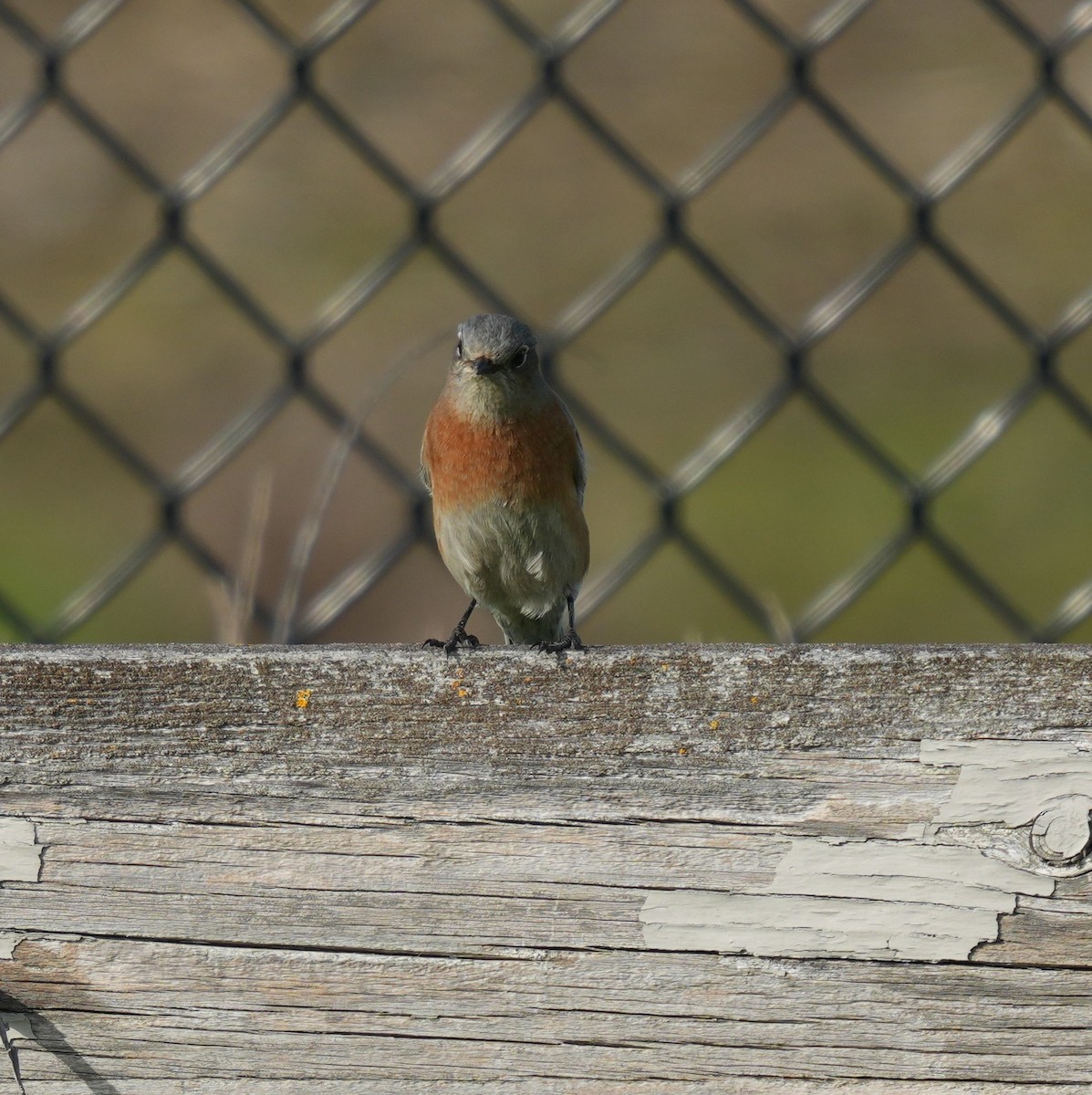 Western Bluebird - ML616665371