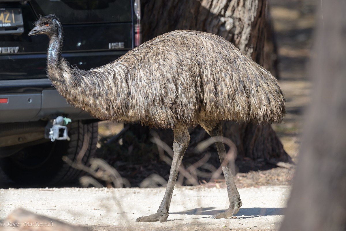 Emu - Roger MacKertich