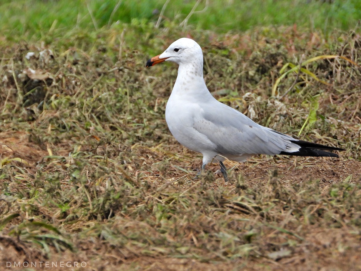 Gaviota de Audouin - ML616665426