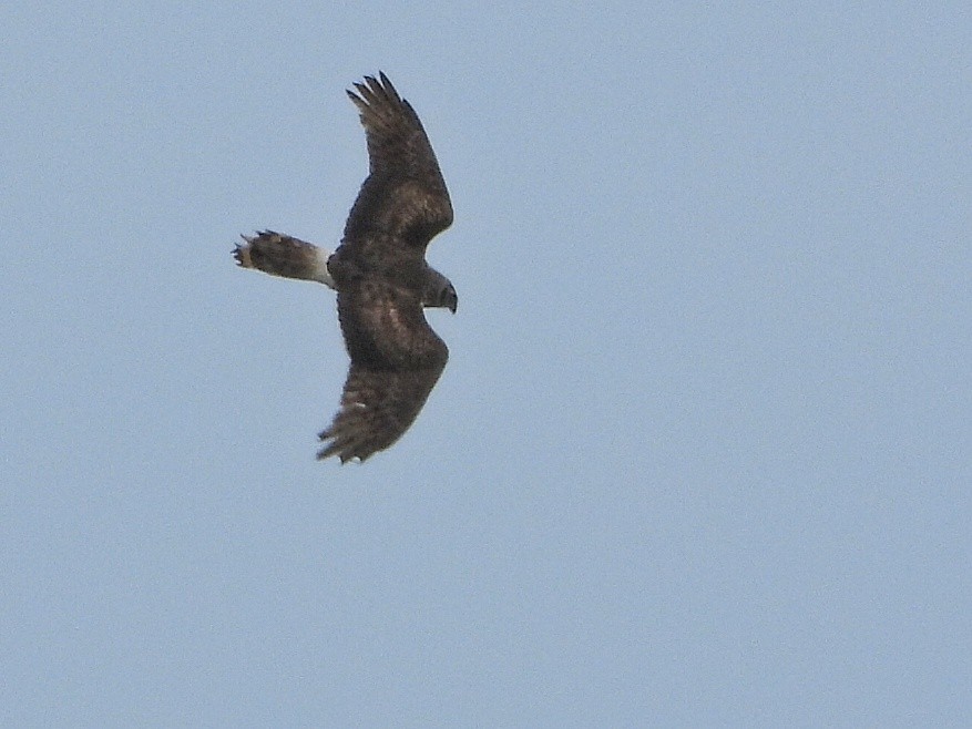 Aguilucho Pálido - ML616665441