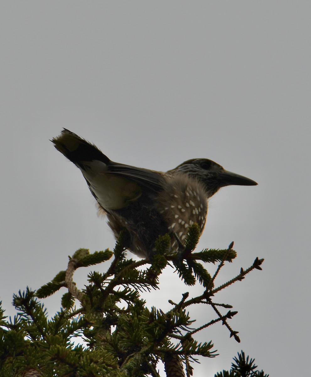 Eurasian Nutcracker - Inga Ligi