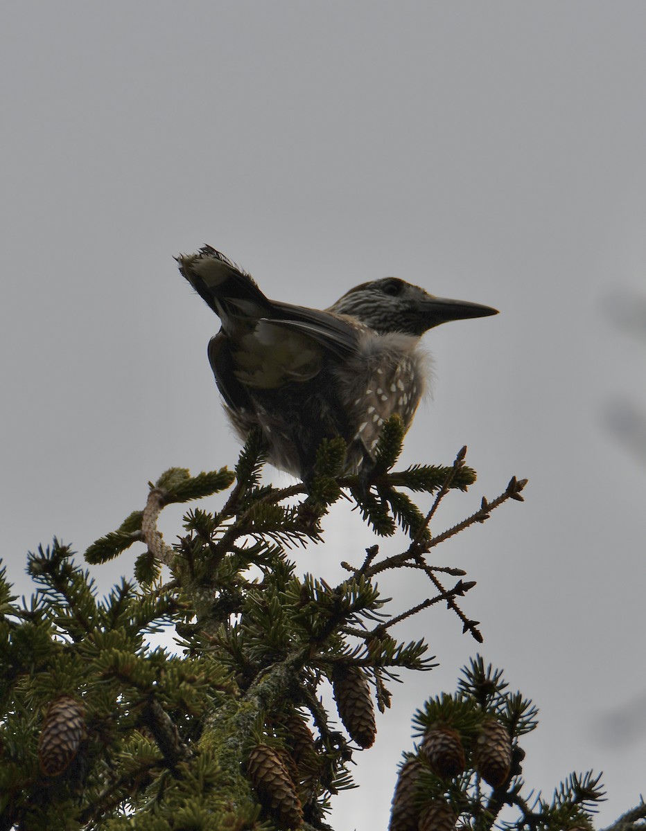 Eurasian Nutcracker - Inga Ligi