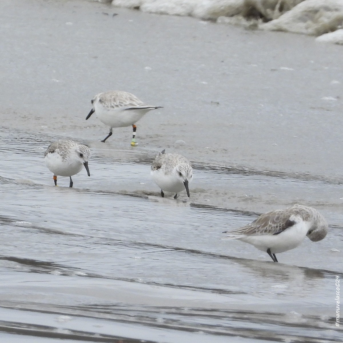 Sanderling - Manuel Velasco