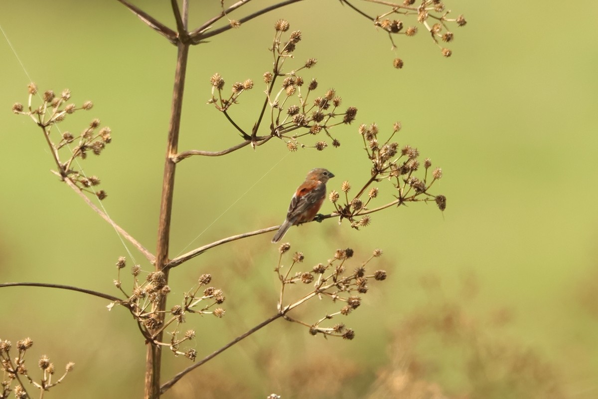 Chestnut Seedeater - ML616665488