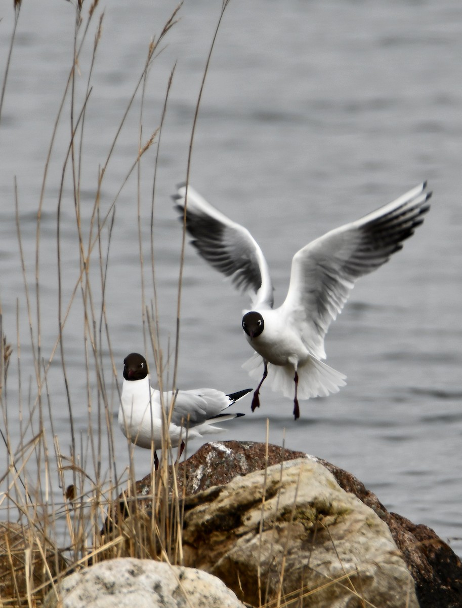 Black-headed Gull - ML616665522