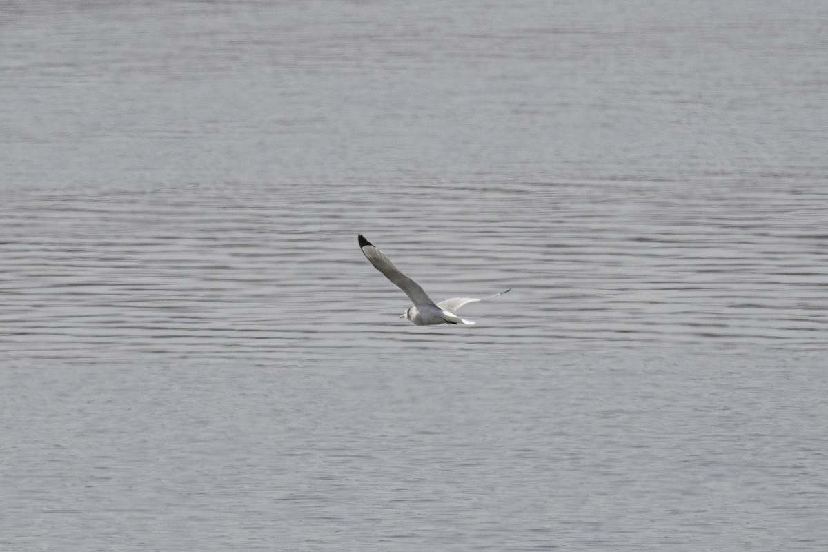 Black-legged Kittiwake - Takayuki Sakuma