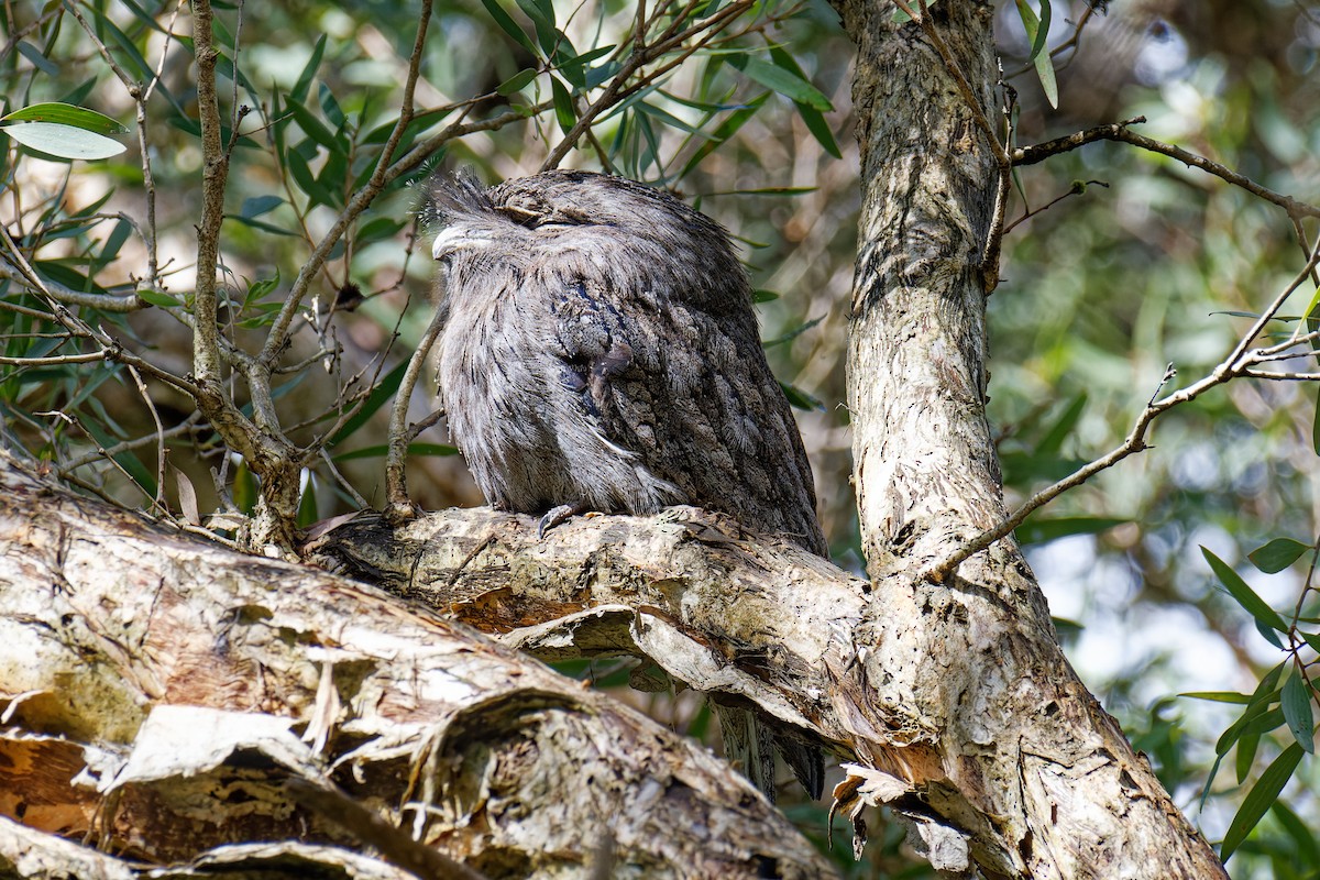 Tawny Frogmouth - ML616665567