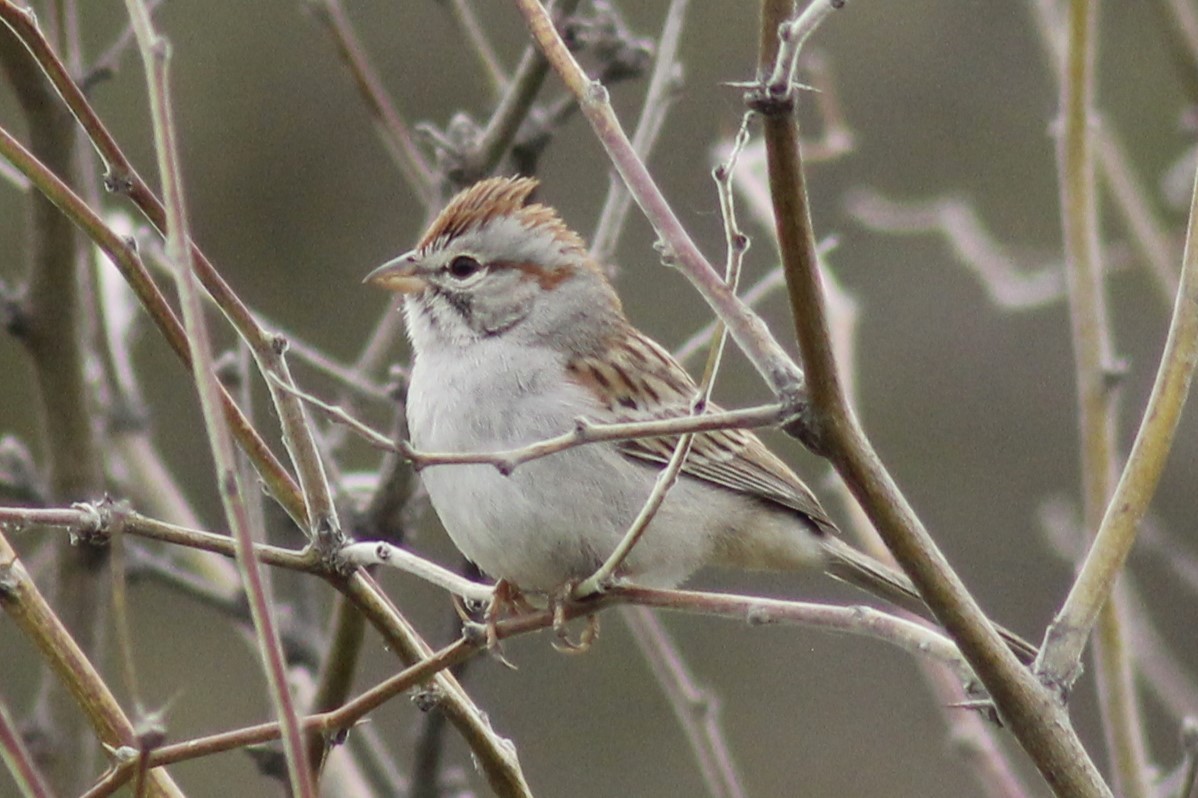 Rufous-winged Sparrow - Jennifer Werrell