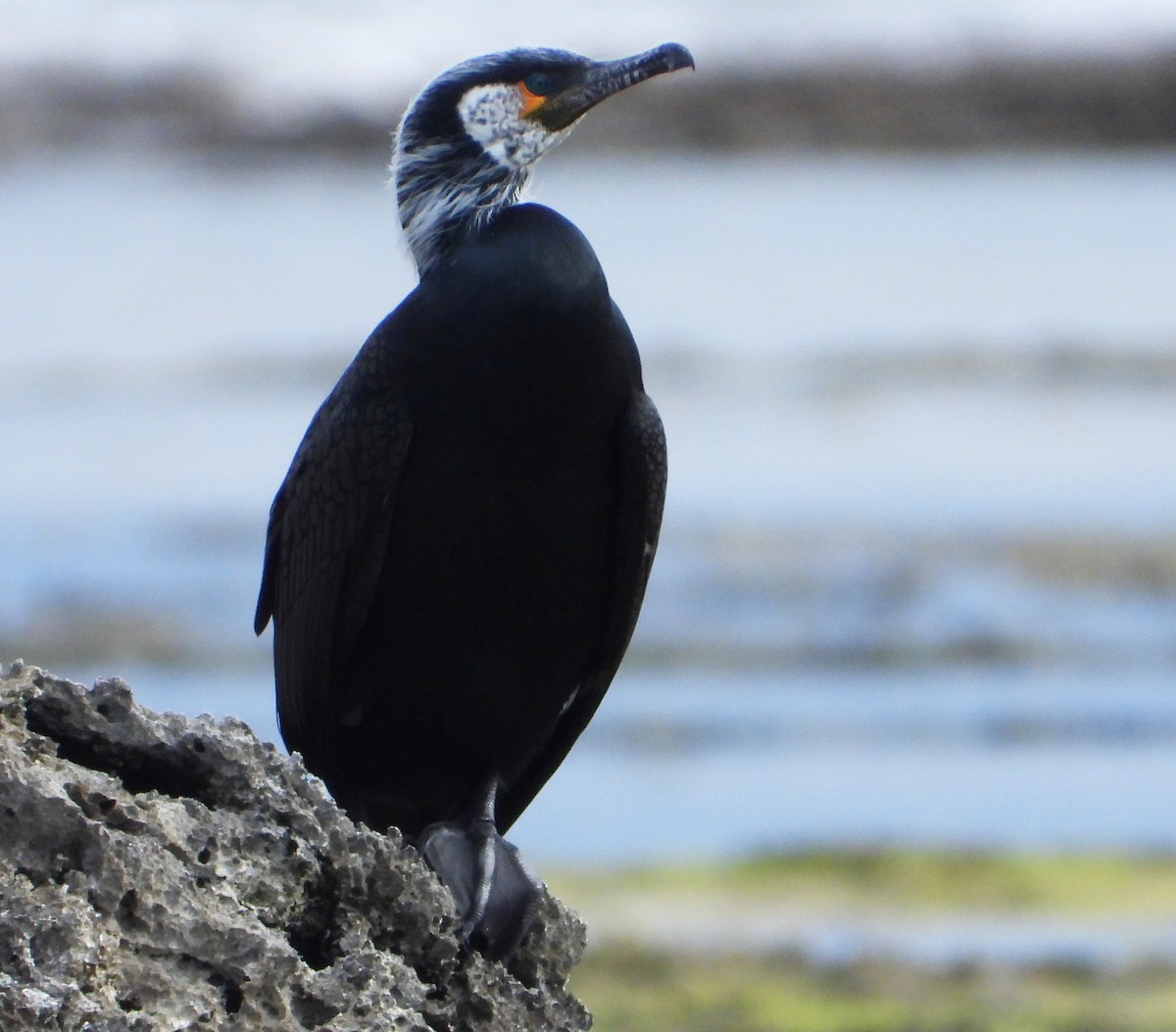 Cormoran de Temminck - ML616665625