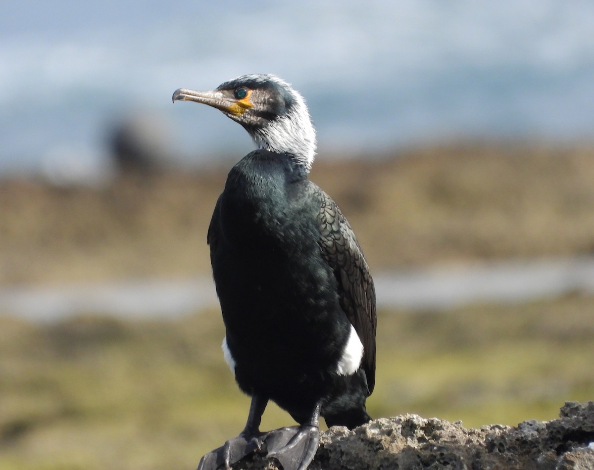 Cormoran de Temminck - ML616665626