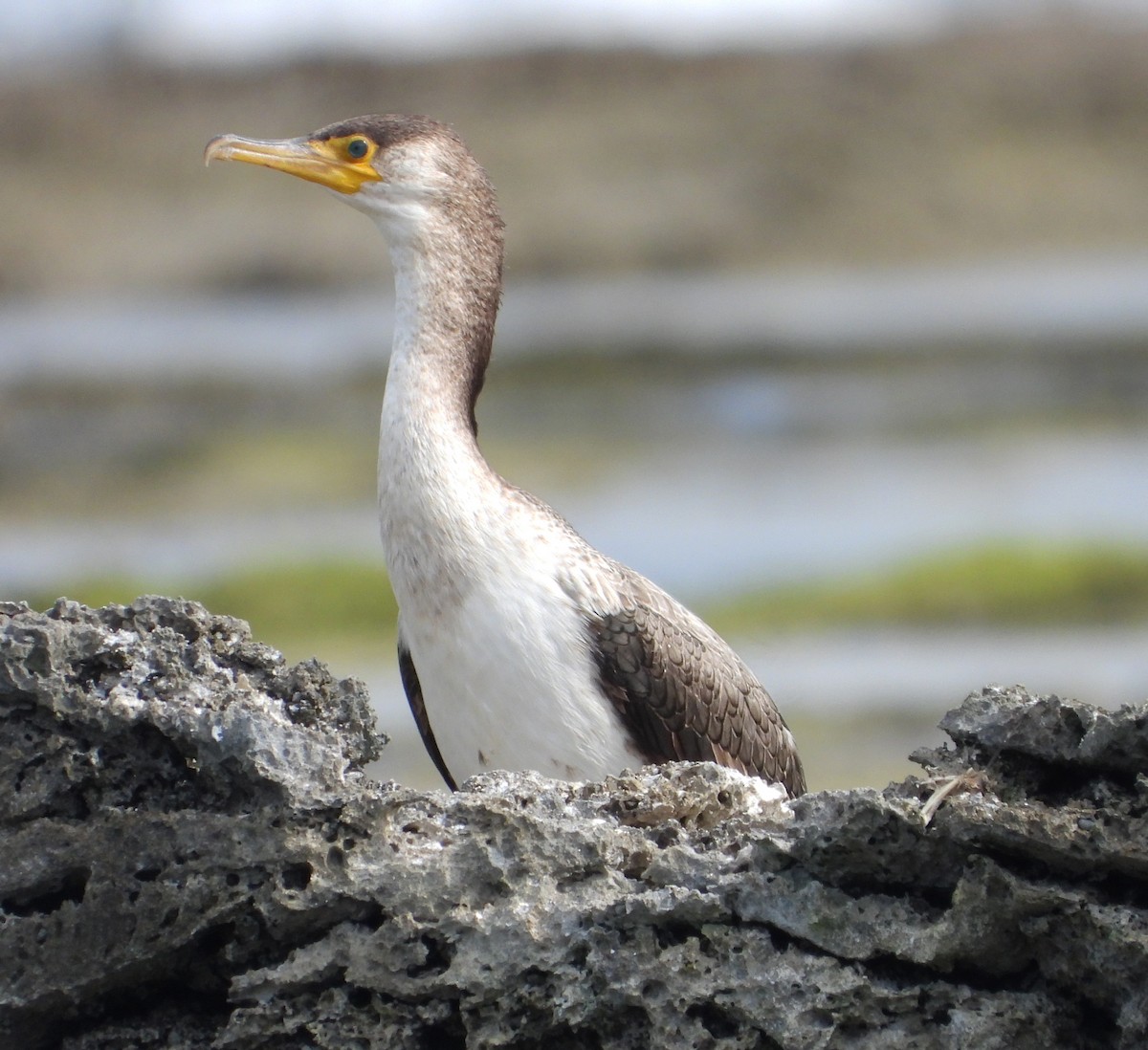 Cormoran de Temminck - ML616665627