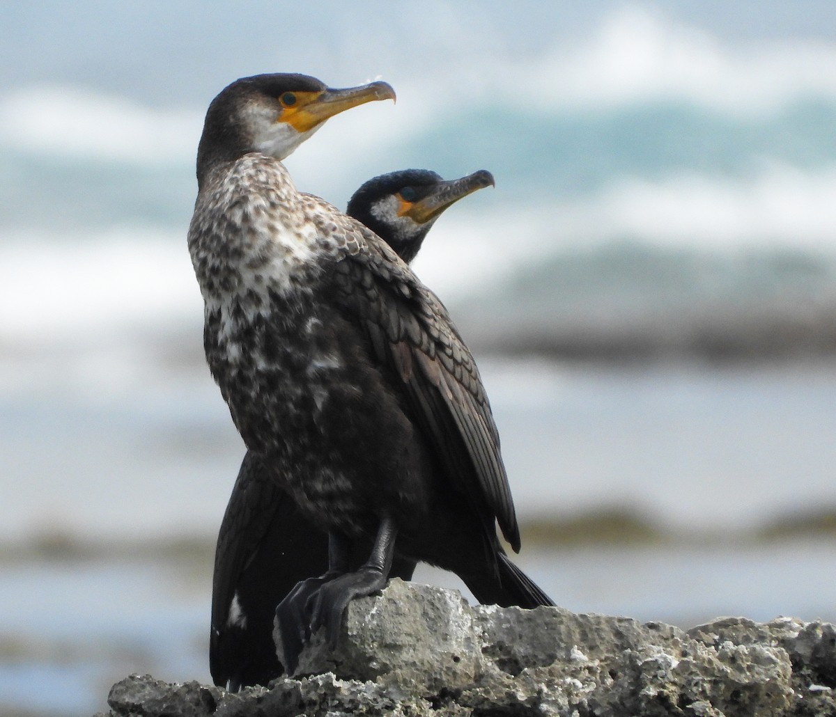 Cormoran de Temminck - ML616665628