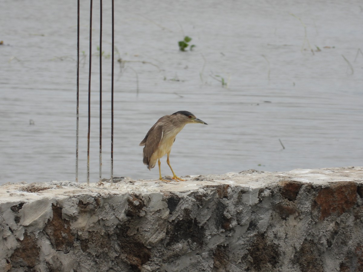 Black-crowned Night Heron - ML616665664