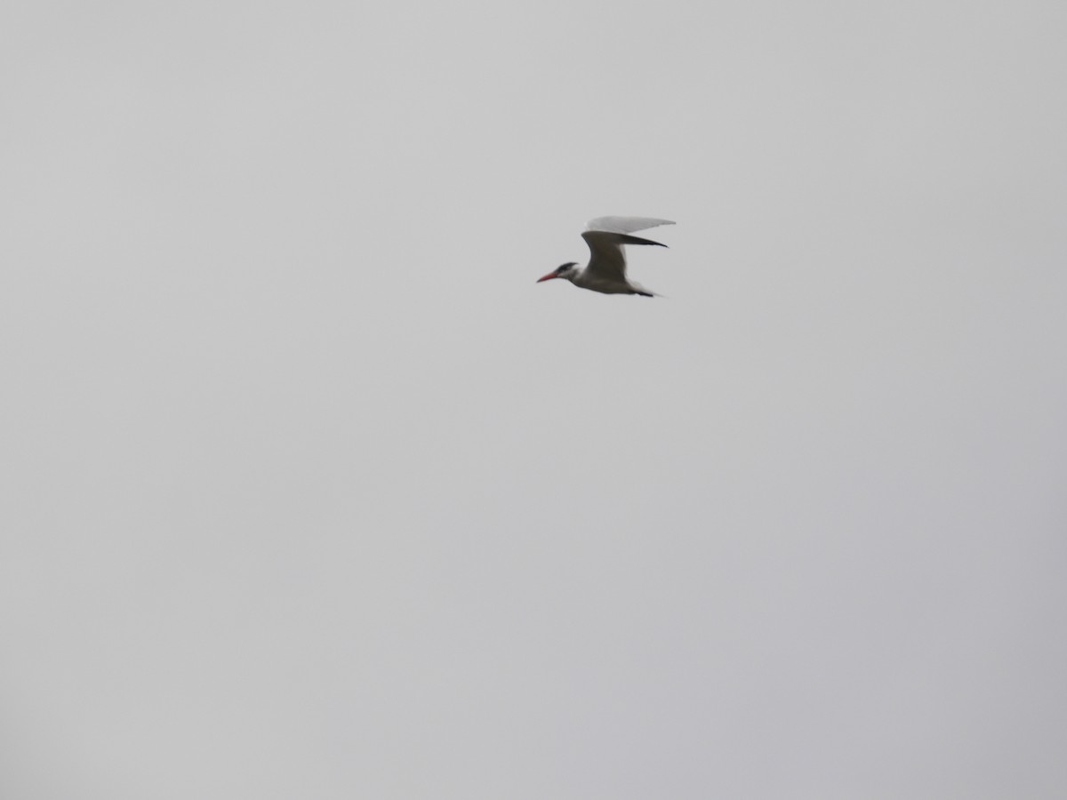 Caspian Tern - ML616665728