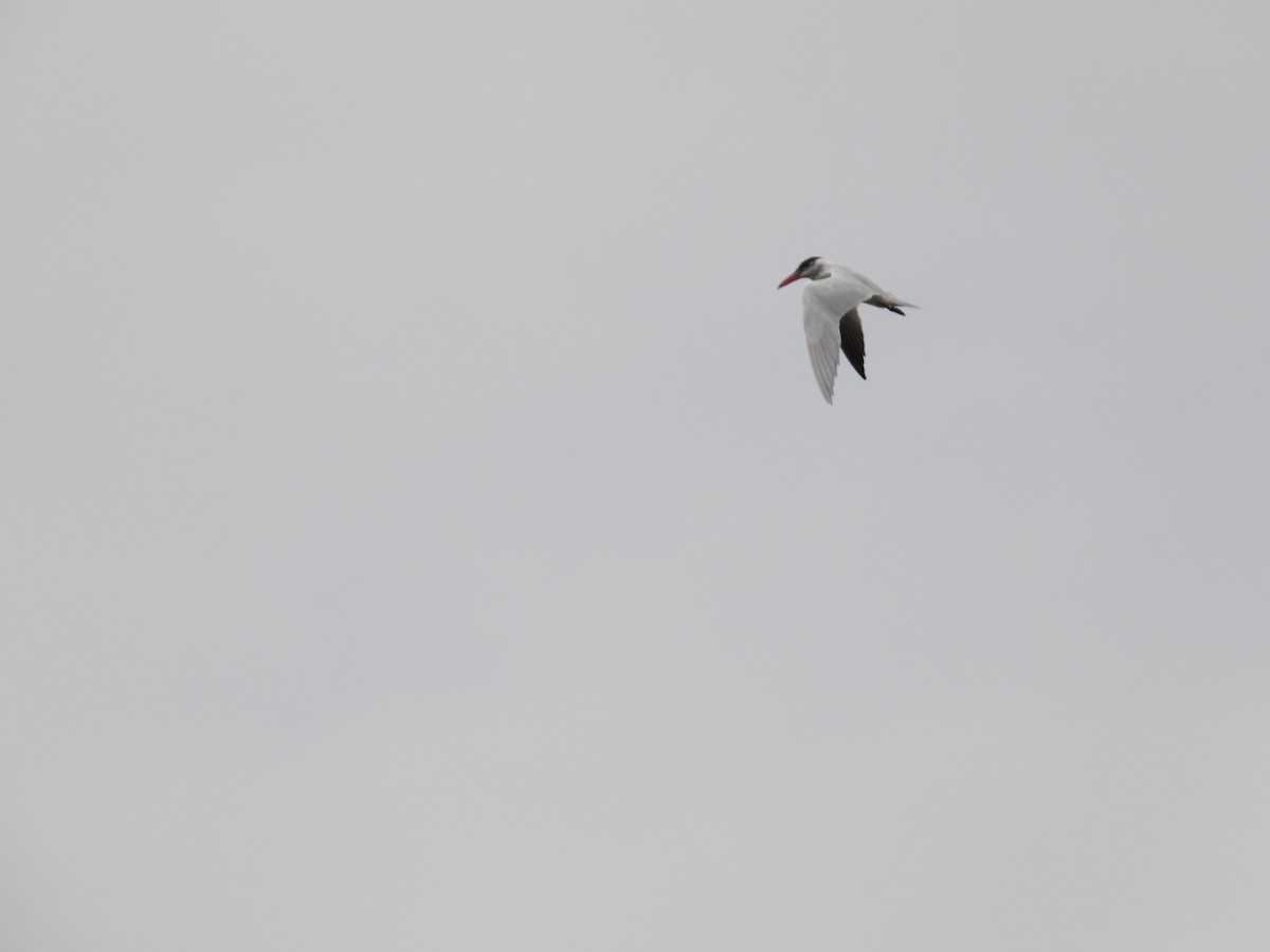 Caspian Tern - ML616665729