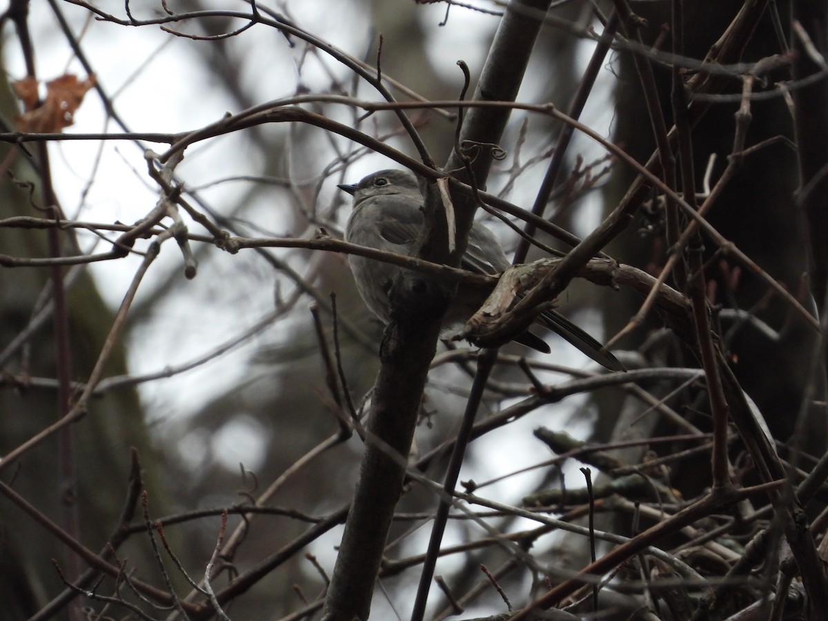 Townsend's Solitaire - Mary Trombley