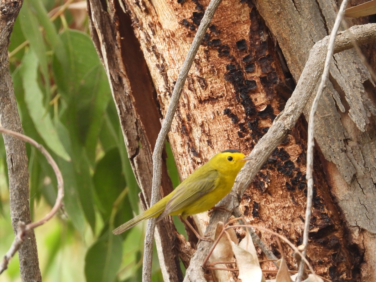 Wilson's Warbler - ML616665742