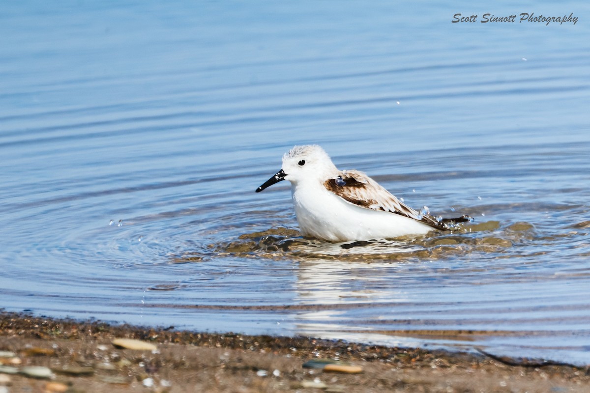 Bécasseau sanderling - ML616665753