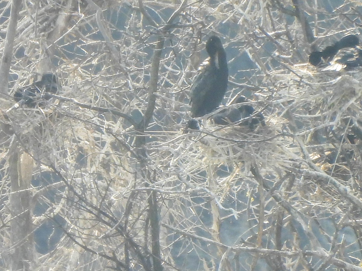 Neotropic Cormorant - Susan Brauning