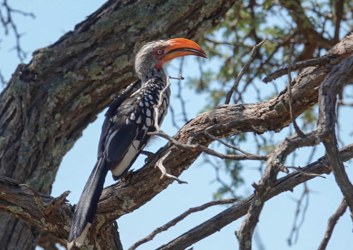 Southern Yellow-billed Hornbill - ML616665841