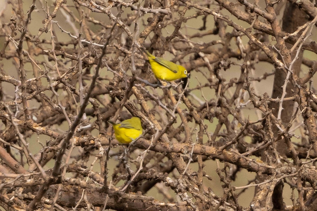 Zostérops à flancs jaunes - ML616665920