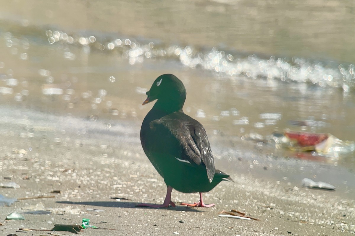 Stejneger's Scoter - yasuhiro kojima