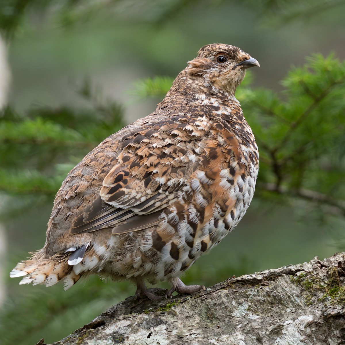 Hazel Grouse - ML616666039