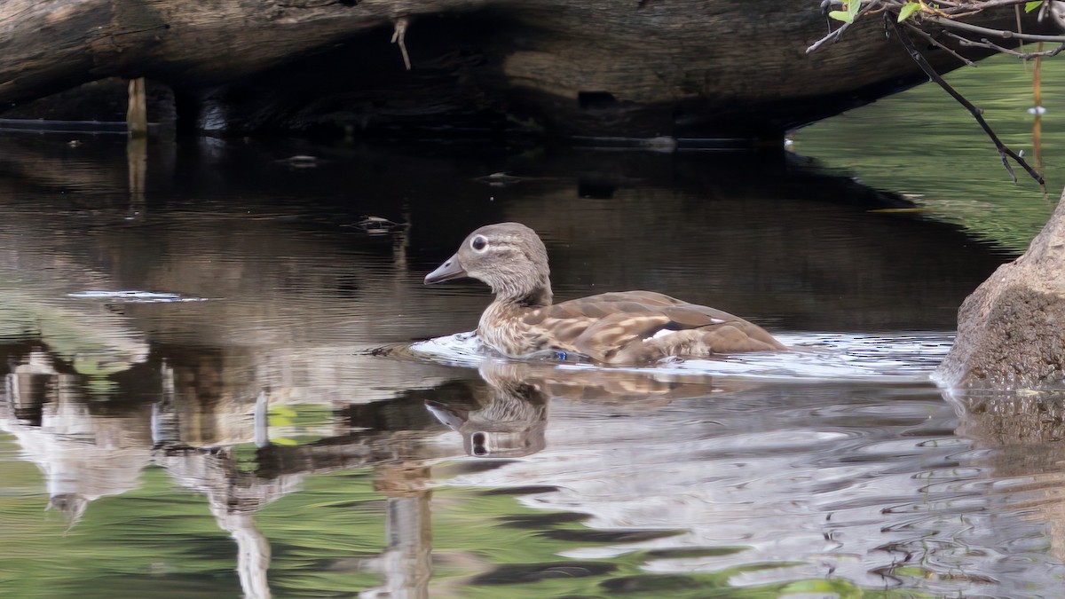 Mandarin Duck - ML616666040