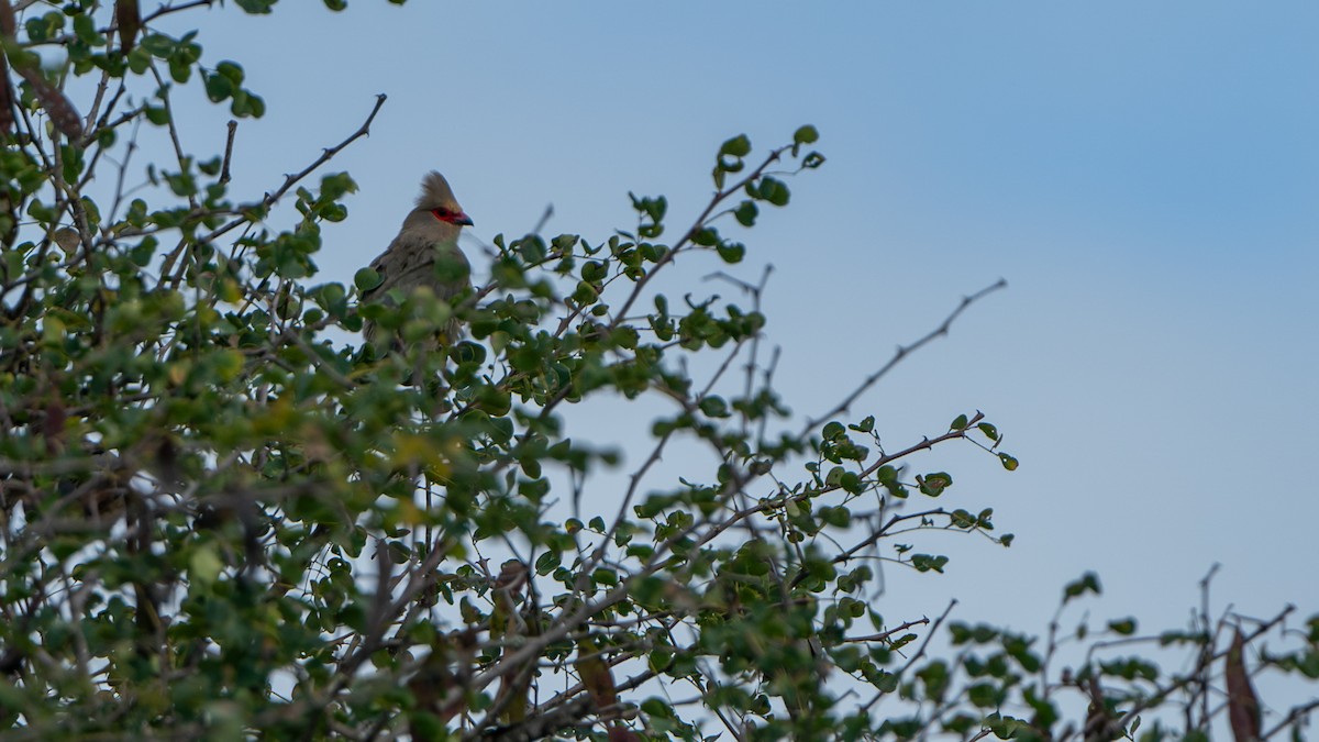 Red-faced Mousebird - ML616666053