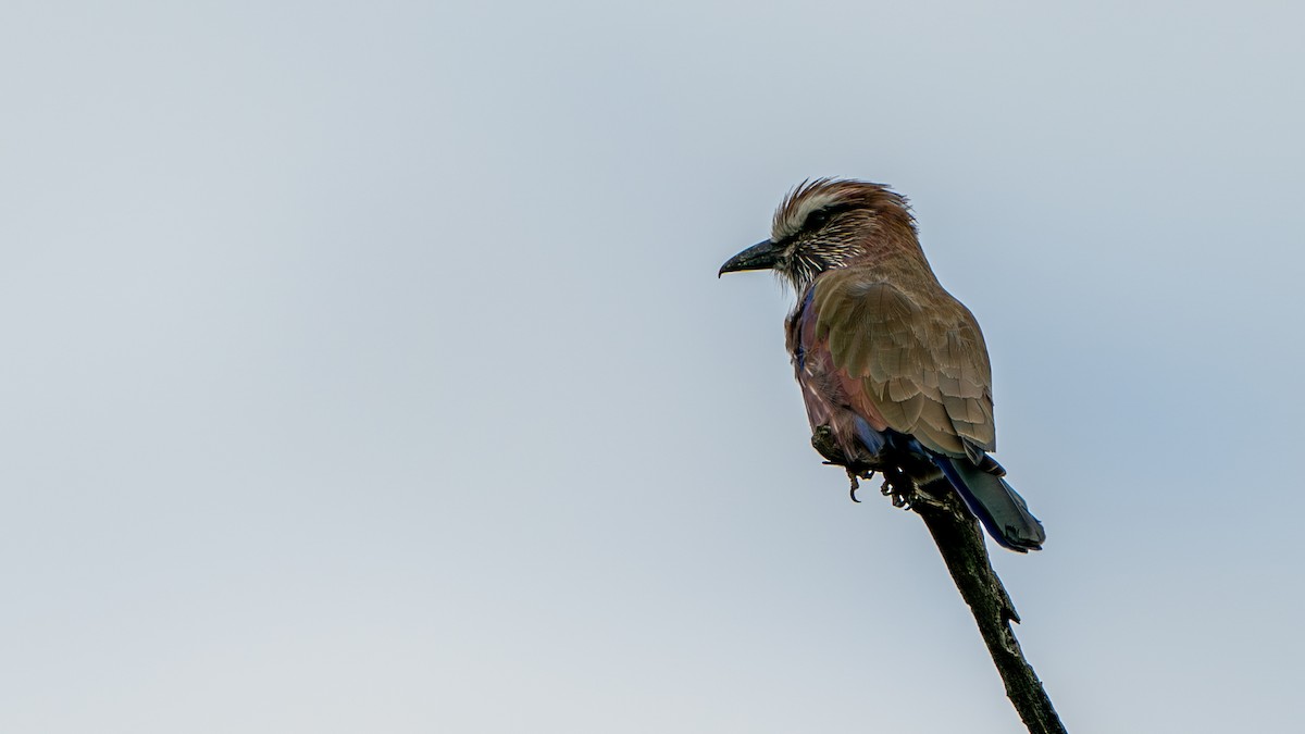 Purple Roller - ML616666068