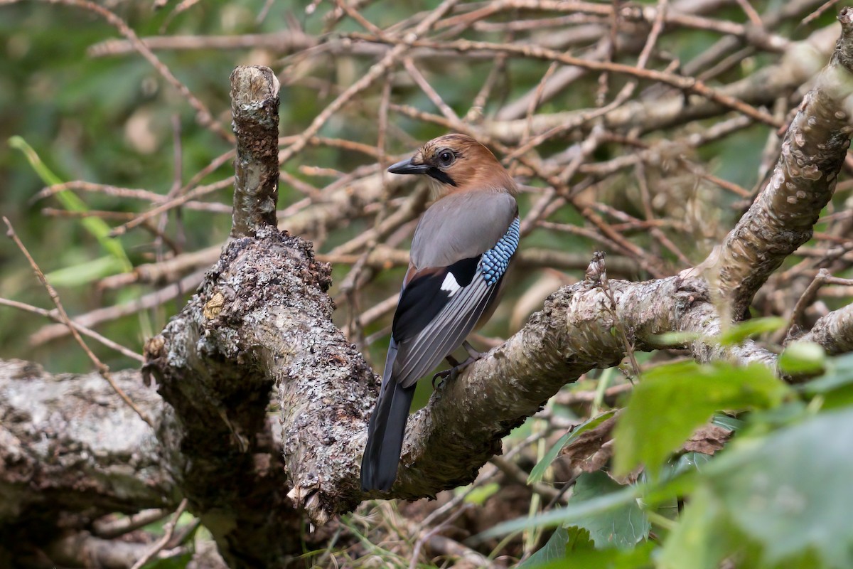 Eurasian Jay - Samantha Lang