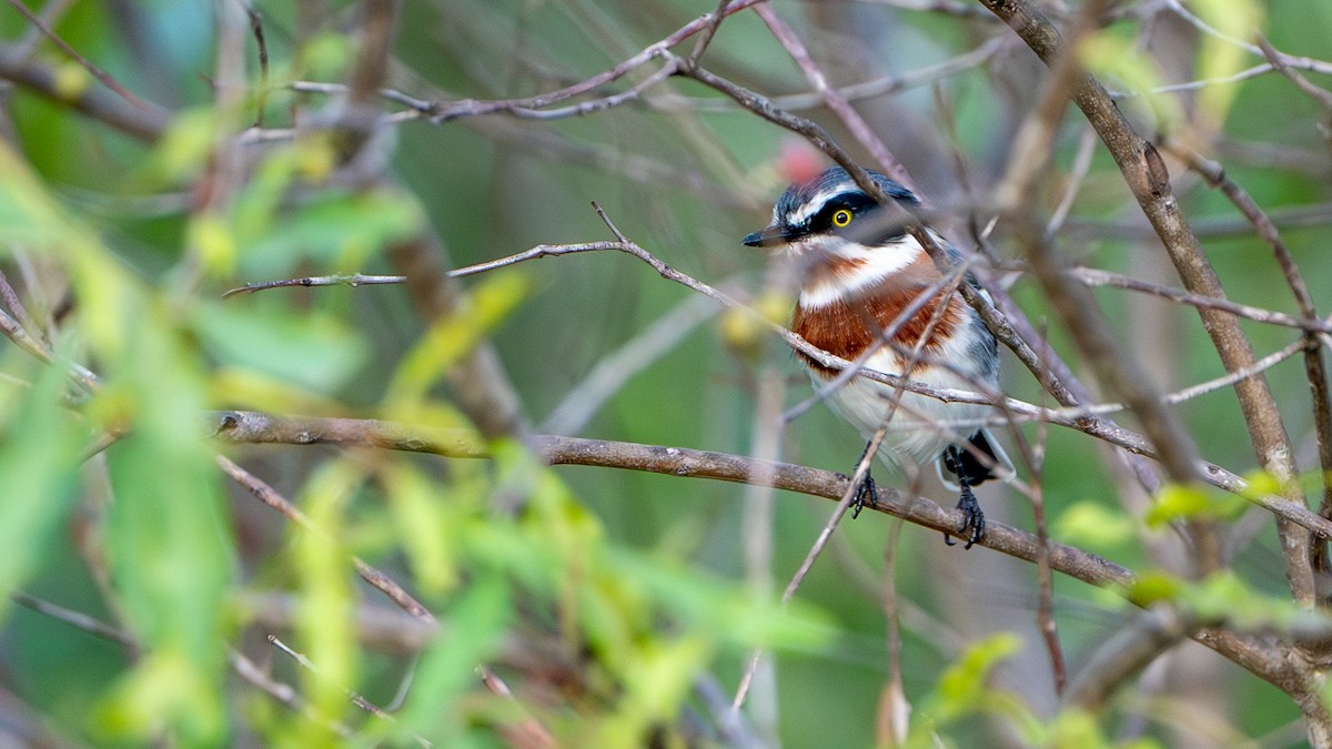 Chinspot Batis - ML616666106