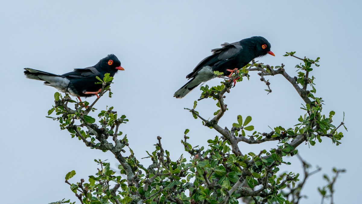 Retz's Helmetshrike - ML616666109