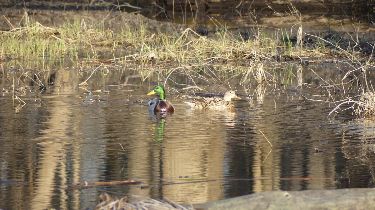 Mallard - ML616666157