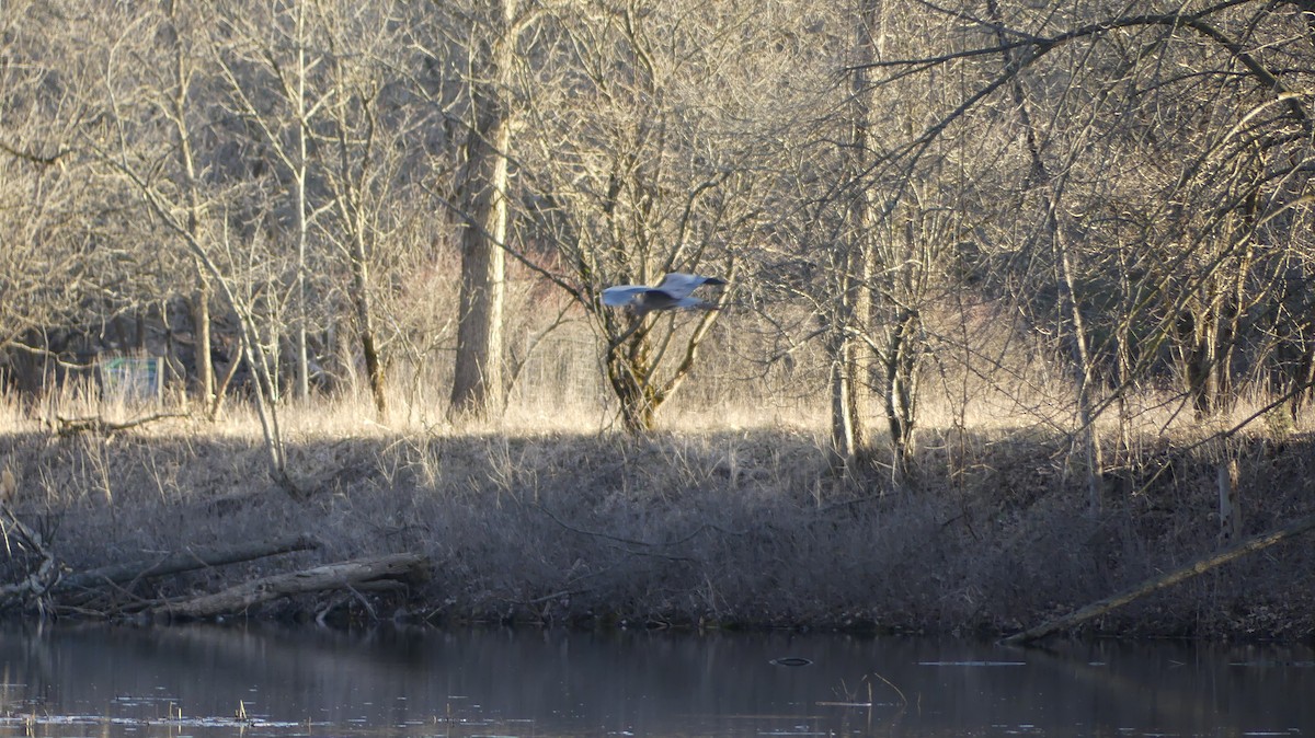 Great Blue Heron - ML616666160