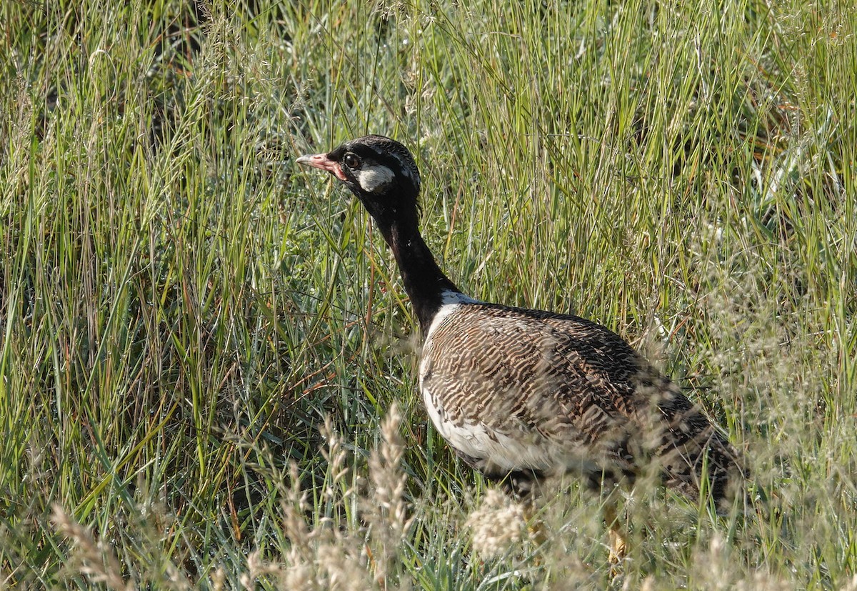 White-quilled Bustard - ML616666186